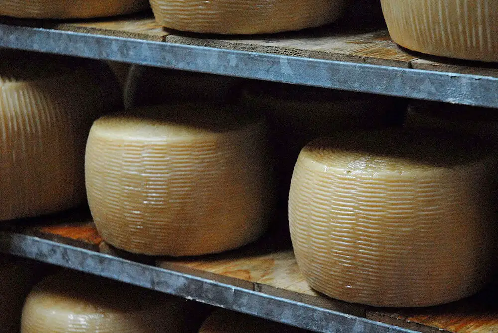 Pecorino crotonés DOP.jpg