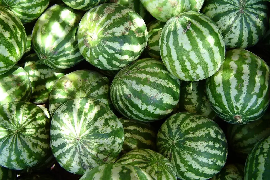 "Watermelons" de S no R kel tiene licencia CC BY-NC 2.0