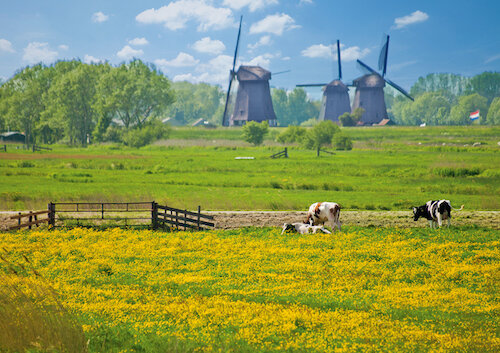 Beemster vacas molinos de viento color corregido CONO00842.jpg