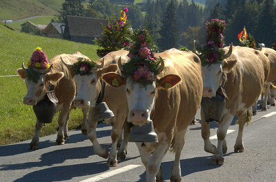 Cows going to L'etivaz de James Stringer tiene licencia CC BY-NC-ND 2.0