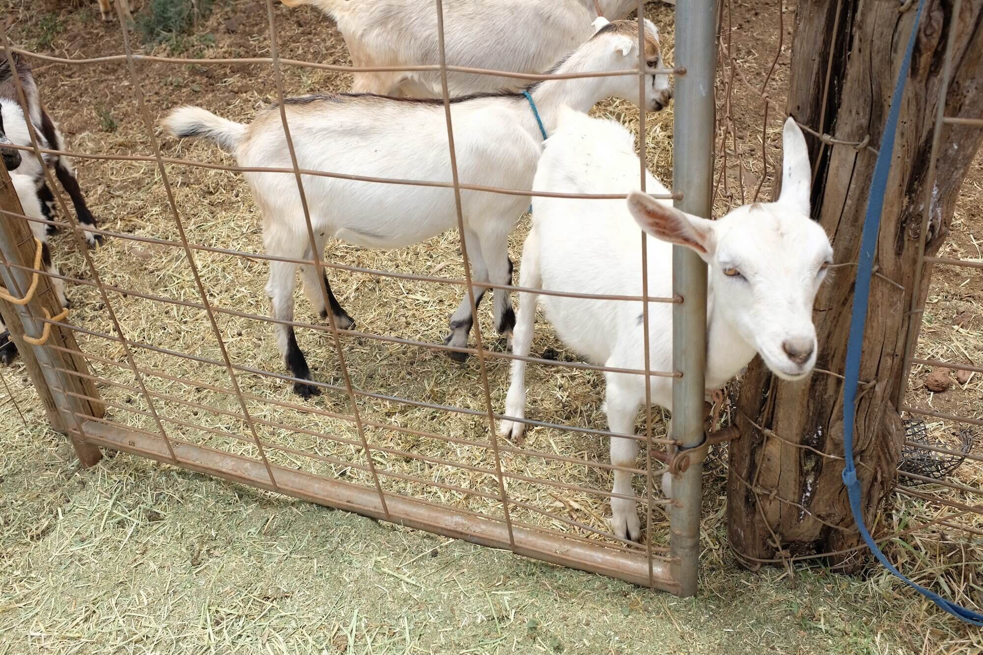 Cabras en Surfing Goat Dairy crédito de la foto Amy Sherman