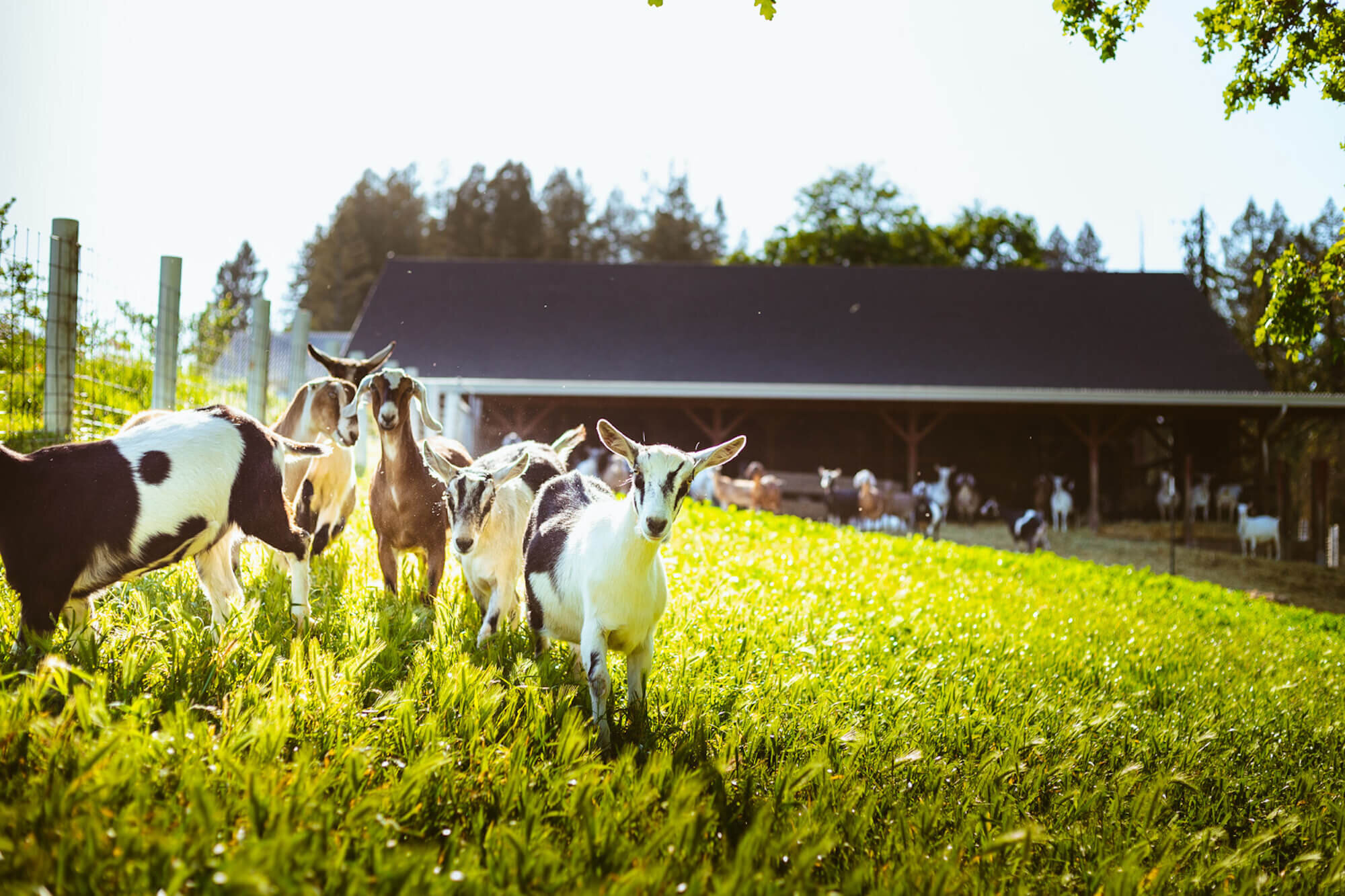 Foto de cabras de Redwood Hill Farms cortesía de Redwood Hill.