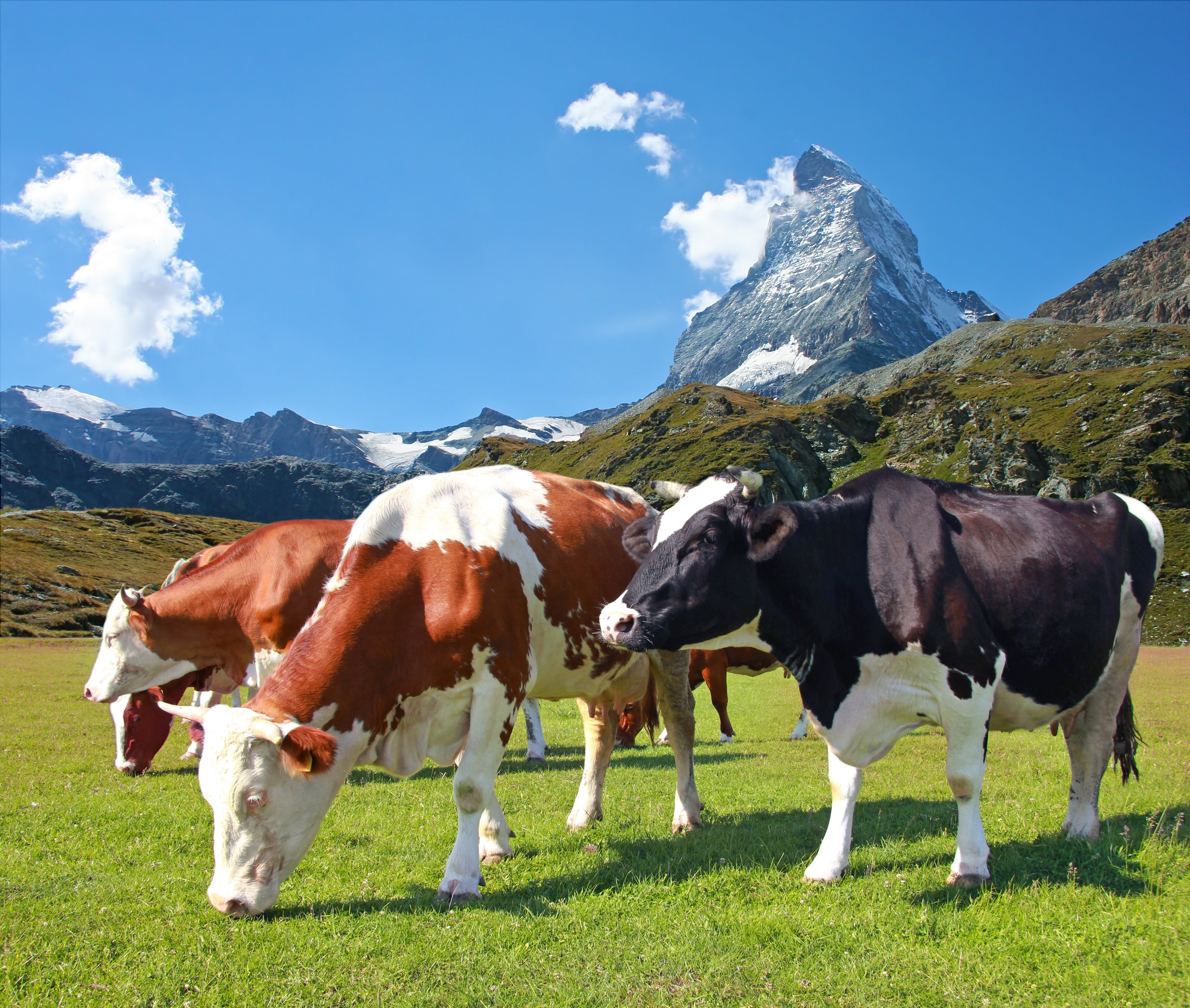 Vacas pastando cerca del Matterhorn