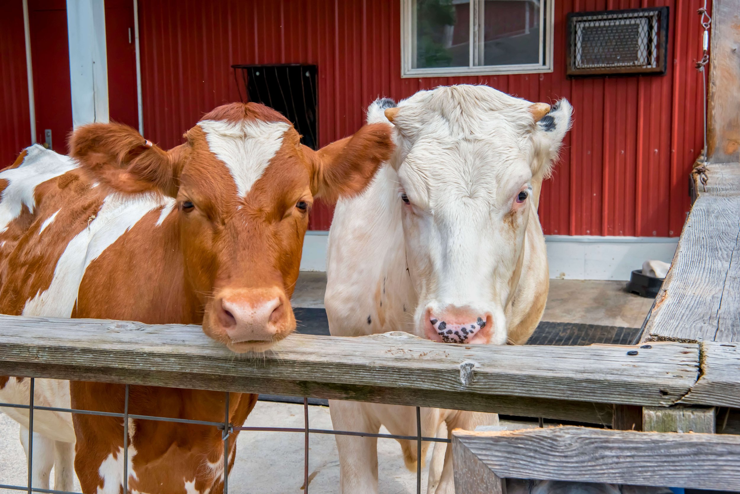 Ayrshire Cow Kelly y Holstein Lacey