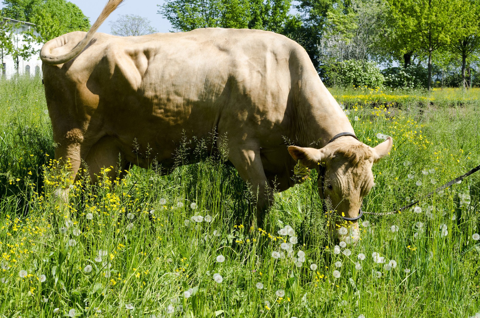 Vaca Rossa Reggiana