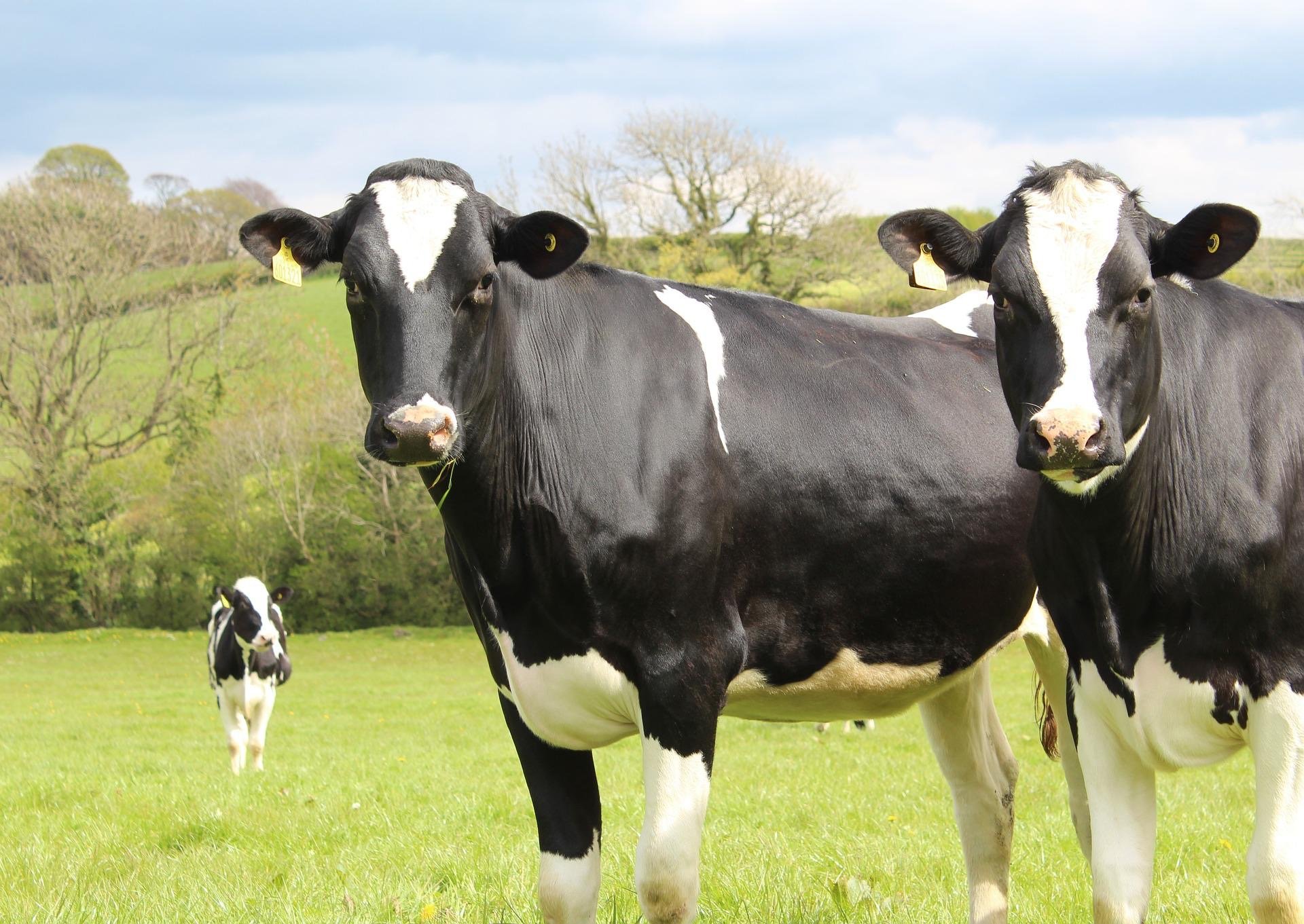 vacas holstein friesian