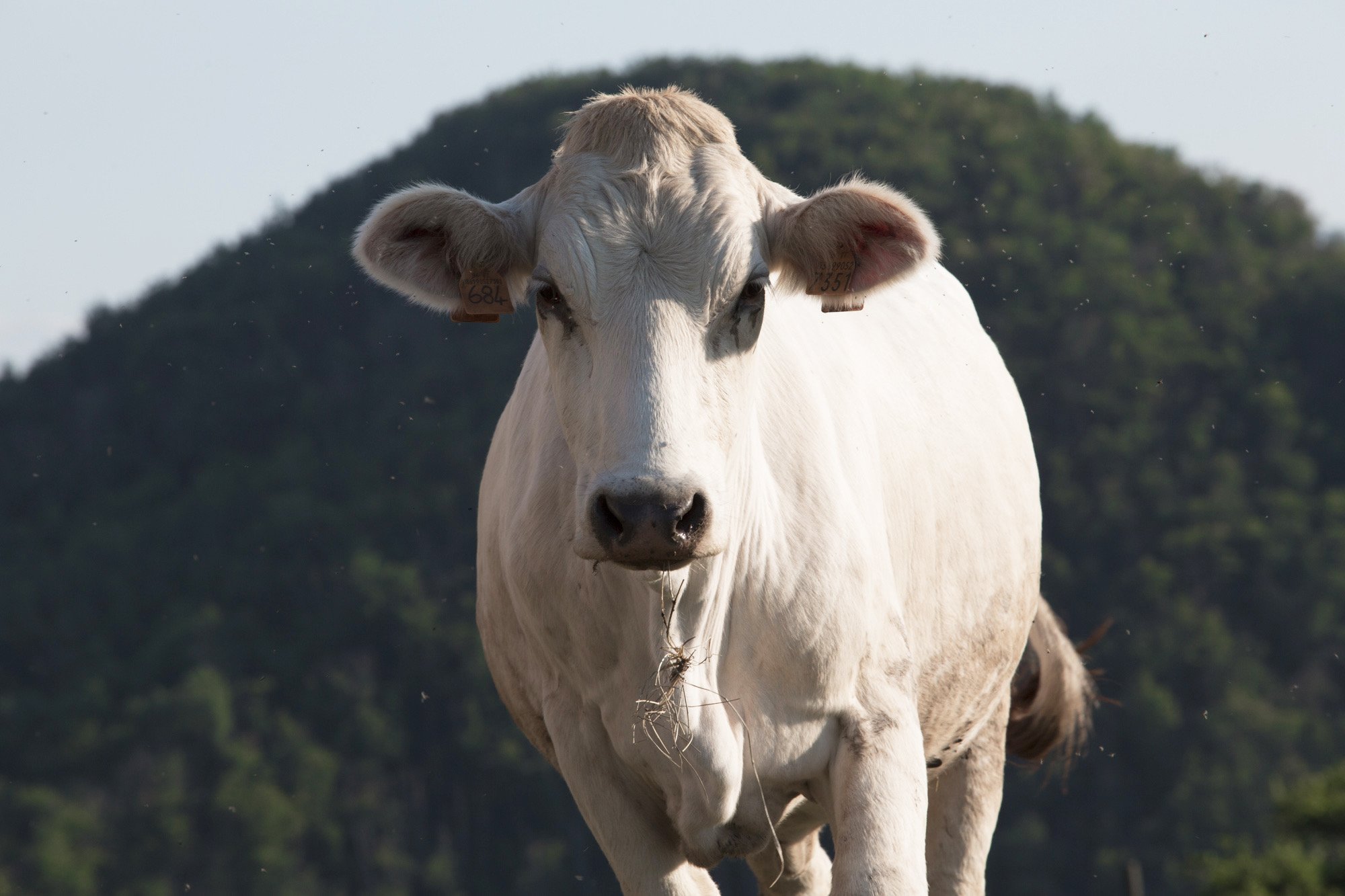 vaca bianca modenese
