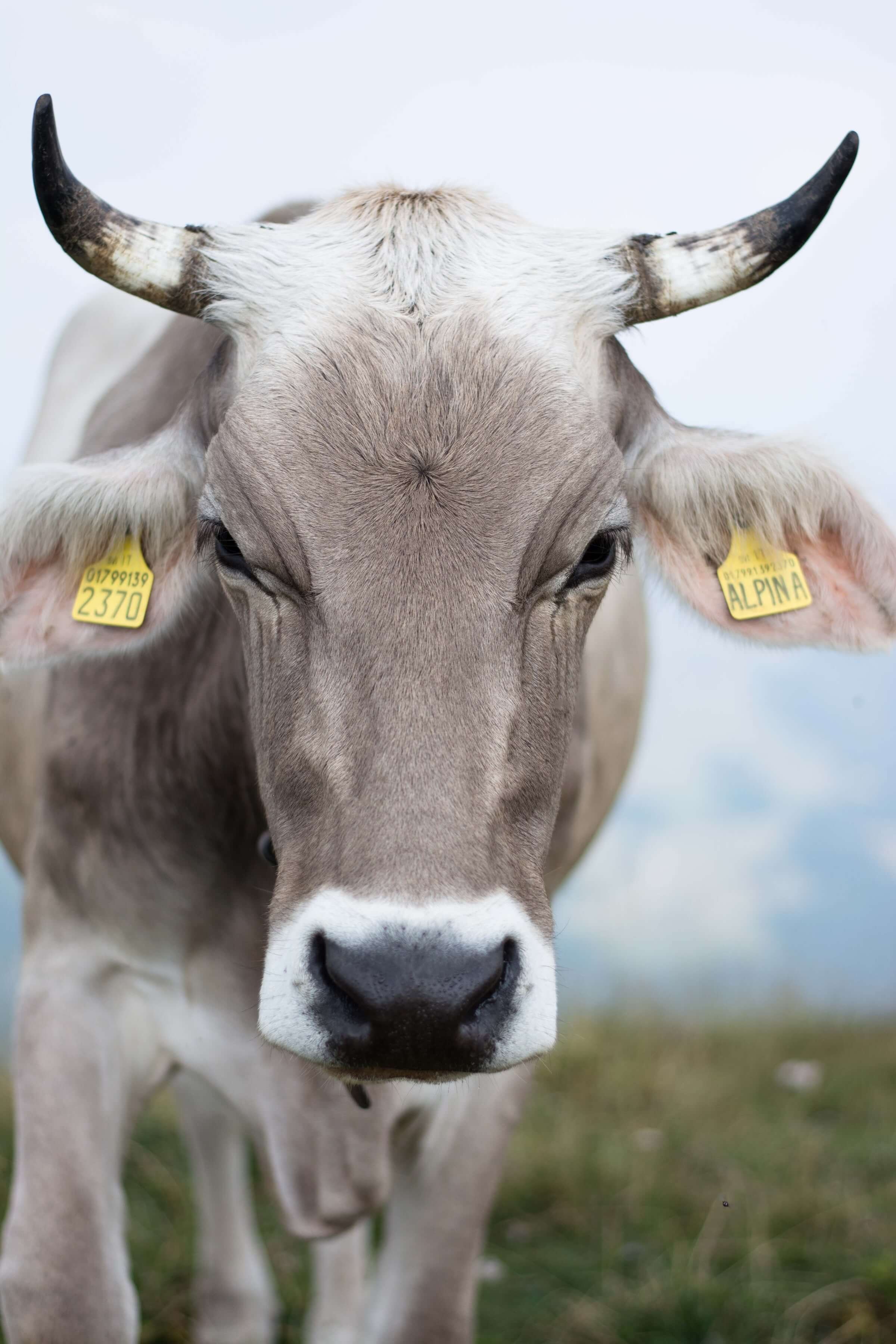 vaca montebaldo