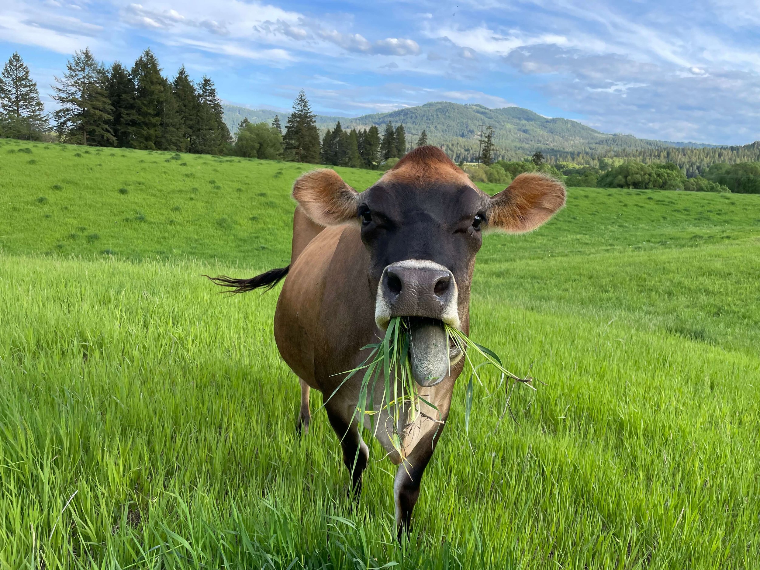 Vaca comiendo hierba en las montañas