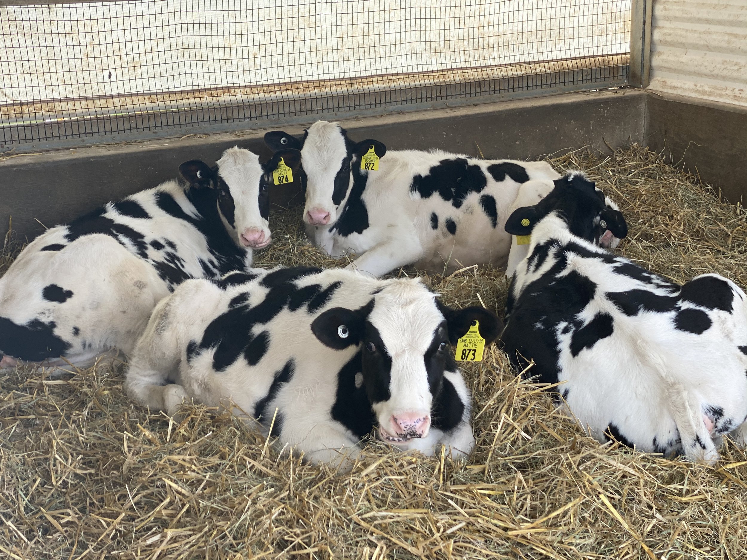 Vacas descansando en Pleasant Lane Farms