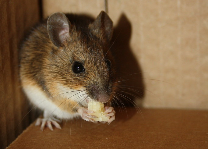 "Rescued Mouse" de CJ Isherwood tiene licencia CC BY-SA 2.0