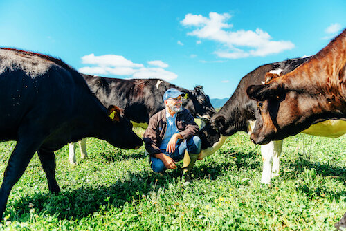 David Gremmels con vacas.  Foto cortesía de H. Sterling Cross