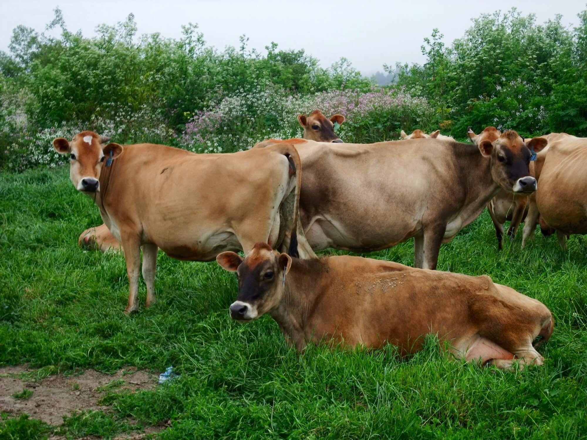Vacas lecheras en pasto