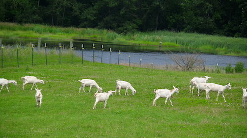 Cabras en pasto crédito de foto Donnay Dairy