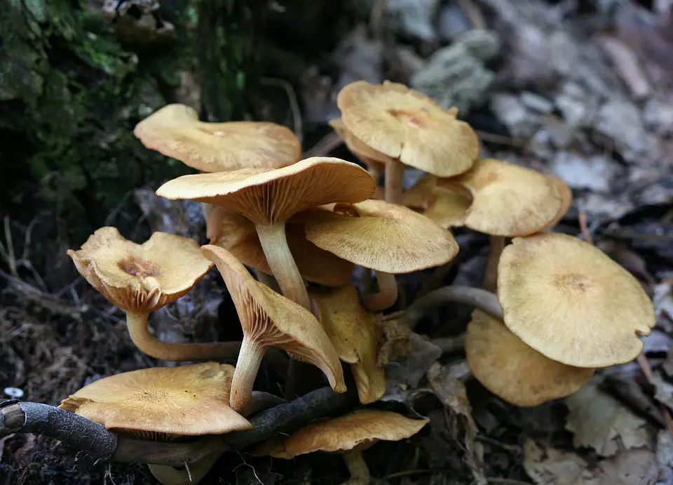 champiñones de miel