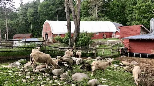 Crédito de la foto de Nettle's Meadow Dairy Maret Sotkiewicz