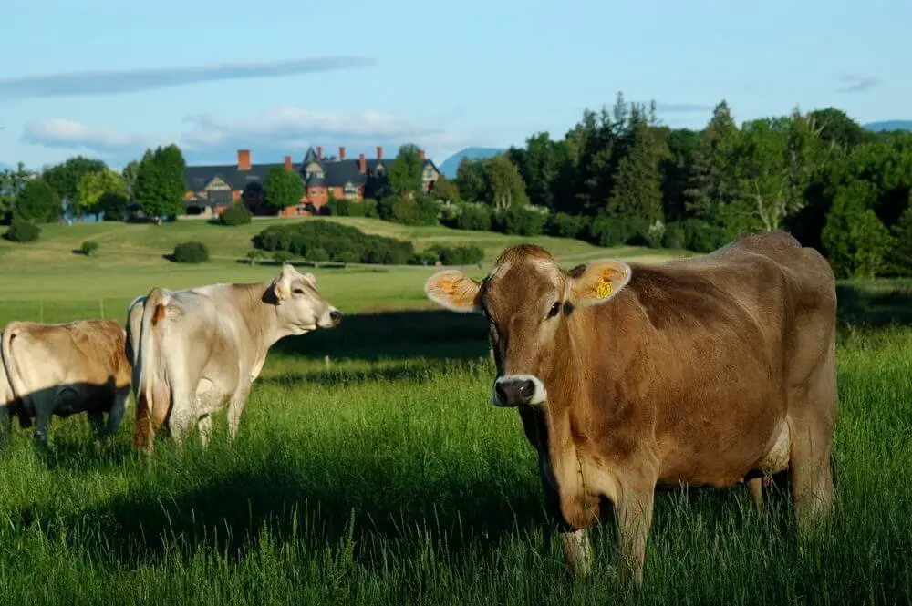 vacas alpinas