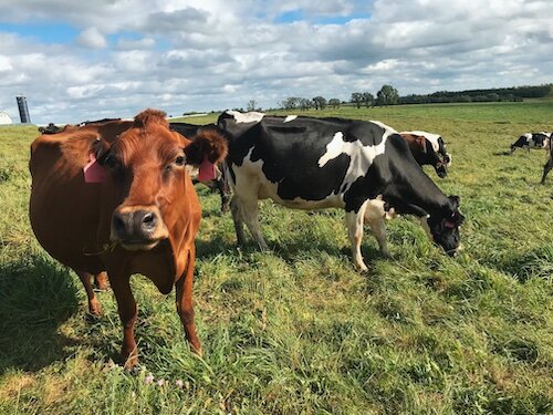 Crédito de la foto de vacas en Uplands Christine Clark