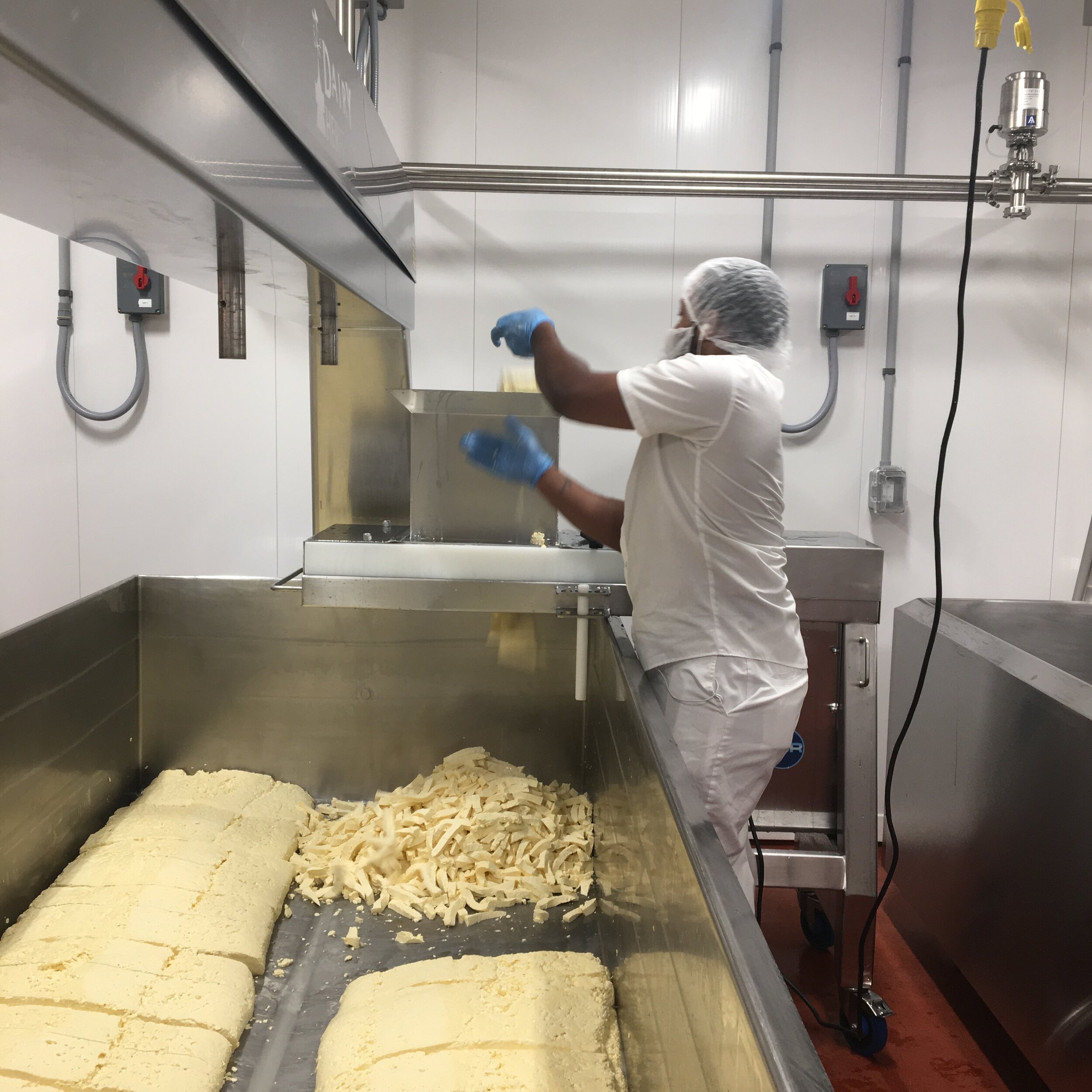 Pasando losas de queso por el molino de queso en Door Artisan Cheese.JPG